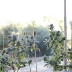 Organic & Sustainable Cannabis Gardening: Growing Green, Growing Safe