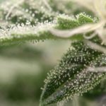 The Art and Science of Cannabis Curation: Preserving Strain-Specific Terpenes