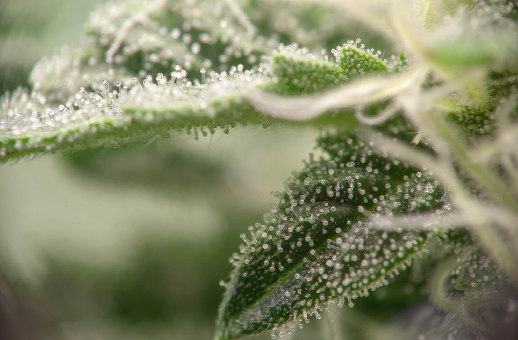 The Art and Science of Cannabis Curation: Preserving Strain-Specific Terpenes