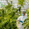 Beyond Indica and Sativa: The Terpene Revolution in Cannabis
