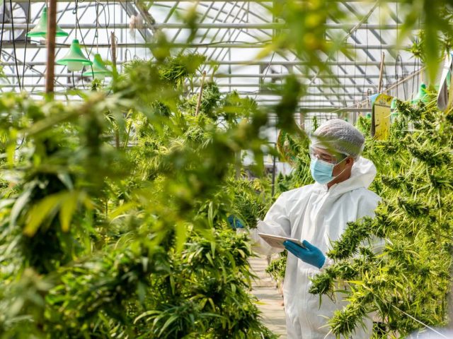 Beyond Indica and Sativa: The Terpene Revolution in Cannabis