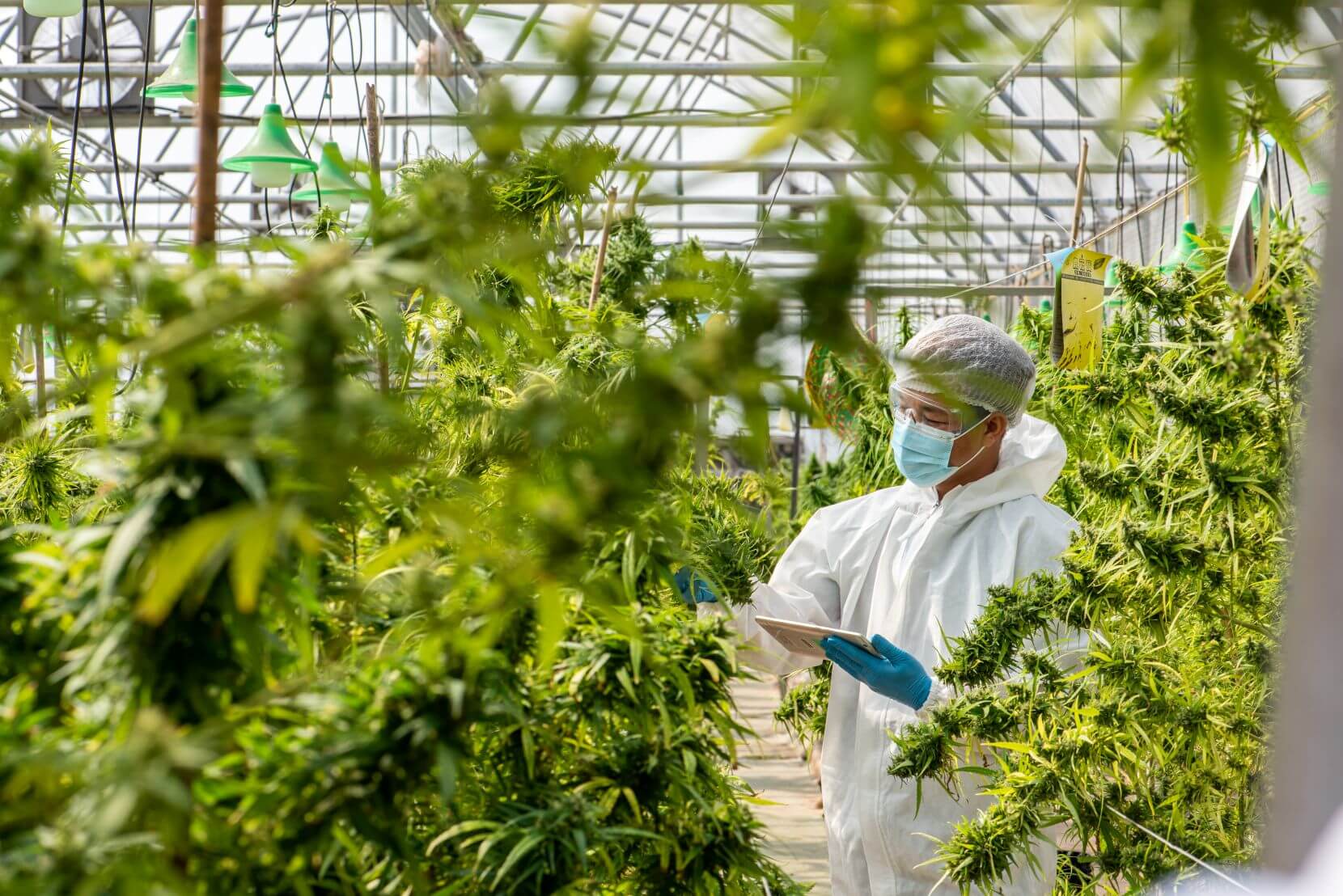 Beyond Indica and Sativa: The Terpene Revolution in Cannabis