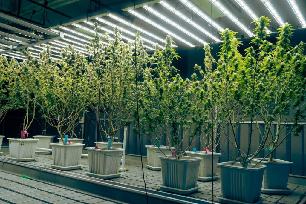 Droidcure Automated Curing Now Available for Cultivators In Australia and New Zealand